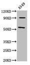 LEM Domain Containing 2 antibody, LS-C675096, Lifespan Biosciences, Western Blot image 
