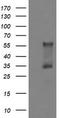 Protein Dok-7 antibody, TA504809AM, Origene, Western Blot image 