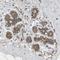 Valosin Containing Protein Lysine Methyltransferase antibody, HPA001146, Atlas Antibodies, Immunohistochemistry frozen image 