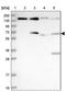 Protein FAM169A antibody, NBP1-93616, Novus Biologicals, Western Blot image 