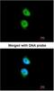 Calcium/Calmodulin Dependent Protein Kinase ID antibody, NBP1-32831, Novus Biologicals, Immunofluorescence image 