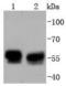 Protein TFG antibody, A02870-2, Boster Biological Technology, Western Blot image 