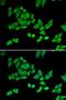 Oxoglutarate Dehydrogenase antibody, LS-C747576, Lifespan Biosciences, Immunofluorescence image 