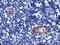 LIM And Cysteine Rich Domains 1 antibody, MA5-25603, Invitrogen Antibodies, Immunohistochemistry frozen image 