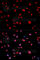Jun Proto-Oncogene, AP-1 Transcription Factor Subunit antibody, AP0049, ABclonal Technology, Immunofluorescence image 