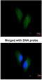 Protein S antibody, NBP1-31375, Novus Biologicals, Immunocytochemistry image 