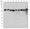 Protein Kinase AMP-Activated Catalytic Subunit Alpha 1 antibody, abx015973, Abbexa, Western Blot image 