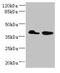 Trans-L-3-Hydroxyproline Dehydratase antibody, CSB-PA846613LA01HU, Cusabio, Western Blot image 
