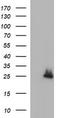 ER Membrane Protein Complex Subunit 8 antibody, CF507067, Origene, Western Blot image 