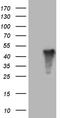 Amidohydrolase Domain Containing 1 antibody, TA809951S, Origene, Western Blot image 