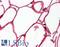ShcA antibody, LS-B4416, Lifespan Biosciences, Immunohistochemistry paraffin image 