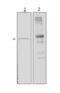 Amylase Alpha 2A (Pancreatic) antibody, NBP1-50750, Novus Biologicals, Western Blot image 