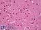 AHSA1 antibody, LS-C231518, Lifespan Biosciences, Immunohistochemistry frozen image 