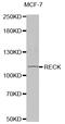 Reversion-inducing cysteine-rich protein with Kazal motifs antibody, STJ25325, St John