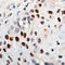 Cyclin E1 antibody, ADI-905-372-1, Enzo Life Sciences, Immunohistochemistry frozen image 