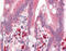Acyl-CoA Thioesterase 11 antibody, 48-081, ProSci, Immunohistochemistry frozen image 