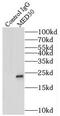 Mediator Complex Subunit 30 antibody, FNab05095, FineTest, Immunoprecipitation image 
