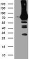 Phosphofructokinase, Platelet antibody, TA503981S, Origene, Western Blot image 