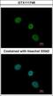 Elongator Acetyltransferase Complex Subunit 4 antibody, GTX111748, GeneTex, Immunofluorescence image 