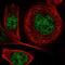 Diacylglycerol Kinase Iota antibody, HPA021924, Atlas Antibodies, Immunofluorescence image 