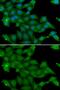 Ras Protein Specific Guanine Nucleotide Releasing Factor 1 antibody, GTX64744, GeneTex, Immunocytochemistry image 