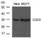 Cyclin Dependent Kinase 1 antibody, AP02740PU-S, Origene, Western Blot image 