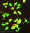 Angiotensin II Receptor Type 2 antibody, ab19134, Abcam, Immunofluorescence image 