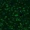 G Kinase Anchoring Protein 1 antibody, NBP2-33989, Novus Biologicals, Immunofluorescence image 