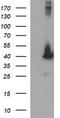 p38 MAPK antibody, TA505779S, Origene, Western Blot image 