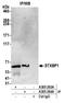 Syntaxin Binding Protein 1 antibody, A305-263A, Bethyl Labs, Immunoprecipitation image 