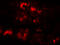 Equilibrative nucleoside transporter 3 antibody, 8129, ProSci Inc, Immunofluorescence image 