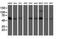 Amidophosphoribosyltransferase antibody, NBP2-02056, Novus Biologicals, Western Blot image 