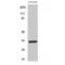Olfactory Receptor Family 1 Subfamily B Member 1 (Gene/Pseudogene) antibody, LS-C385056, Lifespan Biosciences, Western Blot image 