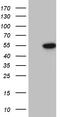 RUNX Family Transcription Factor 3 antibody, LS-C792502, Lifespan Biosciences, Western Blot image 