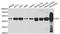 Ornithine Aminotransferase antibody, A6235, ABclonal Technology, Western Blot image 