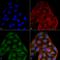 CD74 antibody, LS-C773483, Lifespan Biosciences, Immunocytochemistry image 