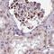 Golgin A5 antibody, PA5-64137, Invitrogen Antibodies, Immunohistochemistry frozen image 