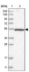 Probable aminopeptidase NPEPL1 antibody, NBP2-13668, Novus Biologicals, Western Blot image 