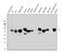 Glutaminase antibody, A01272-2, Boster Biological Technology, Western Blot image 