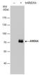 AT-Rich Interaction Domain 5A antibody, GTX631939, GeneTex, Western Blot image 
