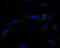 Gap Junction Protein Gamma 1 antibody, NBP2-76925, Novus Biologicals, Immunocytochemistry image 