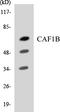 Chromatin Assembly Factor 1 Subunit B antibody, OAAF06171, Aviva Systems Biology, Western Blot image 