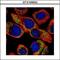 Neuronal calcium sensor 1 antibody, GTX105552, GeneTex, Immunocytochemistry image 