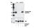 Akt antibody, 4060L, Cell Signaling Technology, Western Blot image 