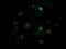 Carboxy-terminal domain RNA polymerase II polypeptide A small phosphatase 1 antibody, LS-C172552, Lifespan Biosciences, Immunofluorescence image 