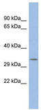POU Domain Class 5, Transcription Factor 2 antibody, TA329333, Origene, Western Blot image 