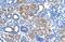 Fatty Acid Hydroxylase Domain Containing 2 antibody, GTX46976, GeneTex, Immunohistochemistry paraffin image 