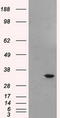 Baculoviral IAP repeat-containing protein 7 antibody, TA500758S, Origene, Western Blot image 