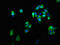 Corticotropin Releasing Hormone Receptor 2 antibody, CSB-PA623797LA01HU, Cusabio, Immunofluorescence image 
