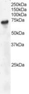 Calbindin 2 antibody, orb18352, Biorbyt, Western Blot image 